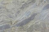 Devonian Stromatolite Slice - Orkney, Scotland #61075-1